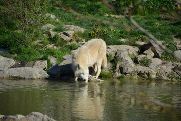 A distant view of a Arctic wolves 