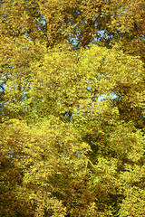 abstract autumn fall background leaves yellow nature october wallpaper seasonal