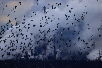 birds a lot of smoke air pollution plant nature ecology