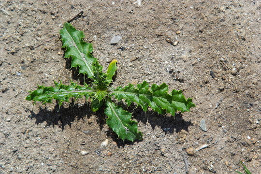 Canada thistle growing in pasture, showing its characteristic spiny leaves and purple flowers