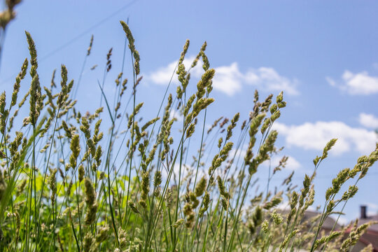 Wild grasses against sunset in springtime in front of north atlantic ocean in sunset .Close up of seeds and pollen on a cat grass, dactylis glomerata, plant