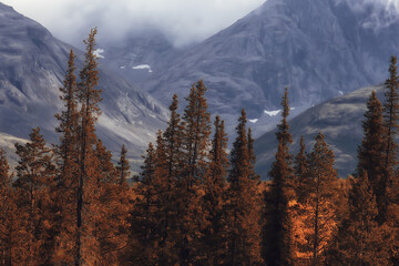 autumn taiga forest landscape, nature view fall in the mountains