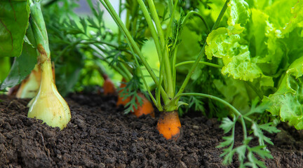 Vegetables grow in the garden. Selective focus.