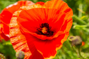 Papaver rhoeas, Corn poppy, Corn rose, Field poppy, Flanders poppy, Red poppy, Red weed, Coquelicot, in the summer meadow. Natural background