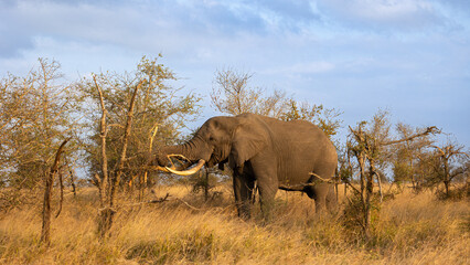 Fototapeta na wymiar Big African elephant bull in golden light