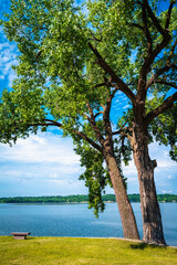 Two giant slanted cottonwood trees and a stone bench on the green beach. Tranquil natural settings and landscape of Big Stone Lake at the border of Minnesota and South Dakota, USA.