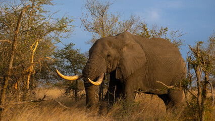Big African elephant bull in golden light