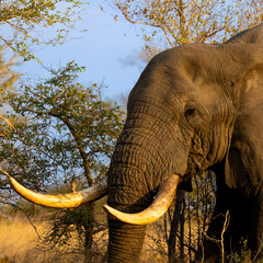 Obraz premium Big African elephant bull in golden light