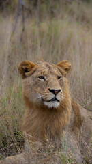 Naklejka premium a portrait of a young male lion