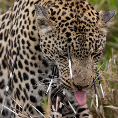 Leopard hunt and kill an African porcupine - obrazy, fototapety, plakaty