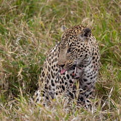 Fototapeta premium Leopard hunt and kill an African porcupine