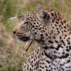 Leopard hunt and kill an African porcupine