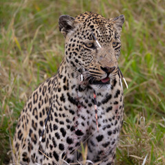 Leopard hunt and kill an African porcupine
