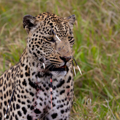 Leopard hunt and kill an African porcupine