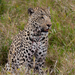 Fototapeta na wymiar Leopard hunt and kill an African porcupine