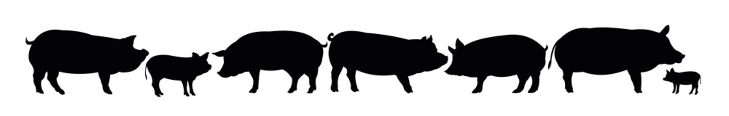 Set of Pigs graze in pasture. Picture silhouette. Farm pets. Animals for meat and fat. Isolated on white background. Vector
