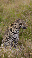 Leopard hunt and kill an African porcupine