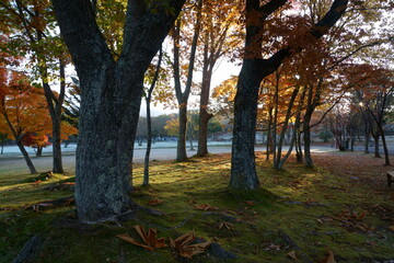 晩秋の霜が降りている林に朝陽と影がある風景