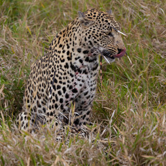 Leopard hunt and kill an African porcupine