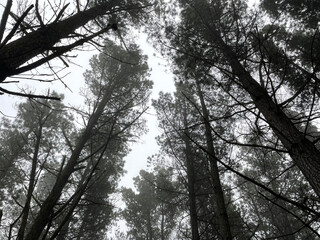 Naklejka premium trees in the sky