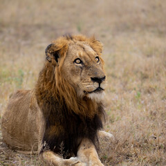 a Mature black mane lion