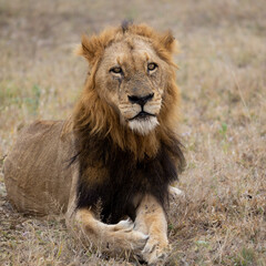 Fototapeta na wymiar a Mature black mane lion