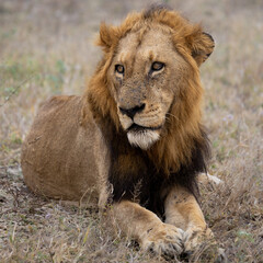 a Mature black mane lion