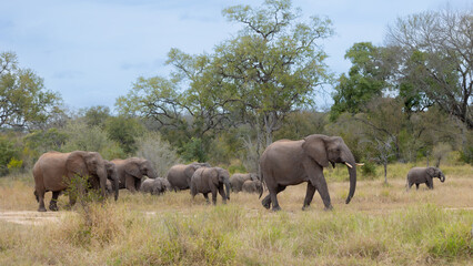 Fototapeta na wymiar a herd of African elephants 