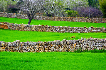 Muros de pared seca . Alqueria Blanca-Santanyi. Migjorn. Mallorca. Baleares.España.
