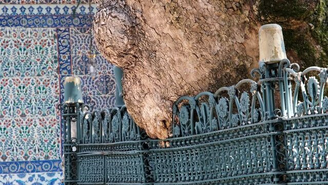 Old gigantic tree in Eyupsultan Mosque, aged ancient tree with grate, age-old concept, sightseeing places in Istanbul