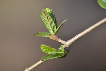 A few green leaves on a branch