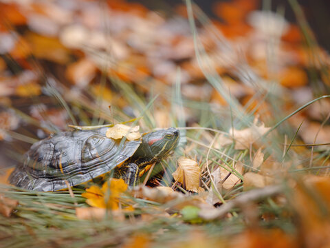 Small red-eared turtle crawling through the fallen autumn leaves near the lake. Red Eared Terrapin - Trachemys scripta elegans