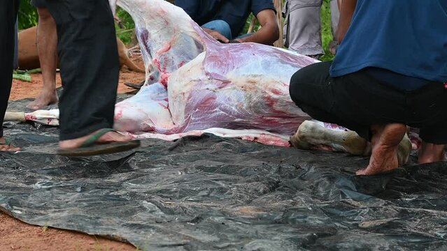 the sacrificial committees are skinning the cows that have been slaughtered using a knife. Eid al-Adha 'Holiday of the Sacrifice' is the bigger of the two main holidays celebrated in Islam. 