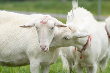 Obraz premium 仲良しな二匹のヤギ