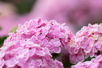 ピンク色のアジサイ