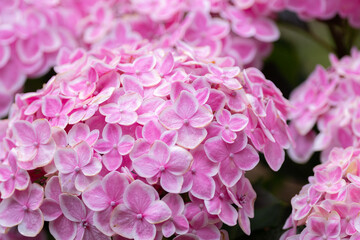 ピンク色のアジサイ