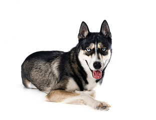 Fototapeta premium siberian husky in studio