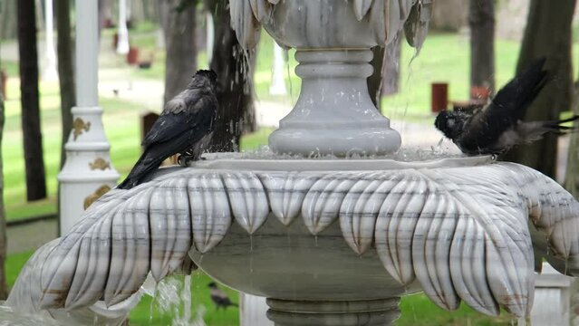 Two crows bathing on a fountain, close-up crows in Gulhane park fountain, urban birds concept, blurred tree background, selective focus, funny animals