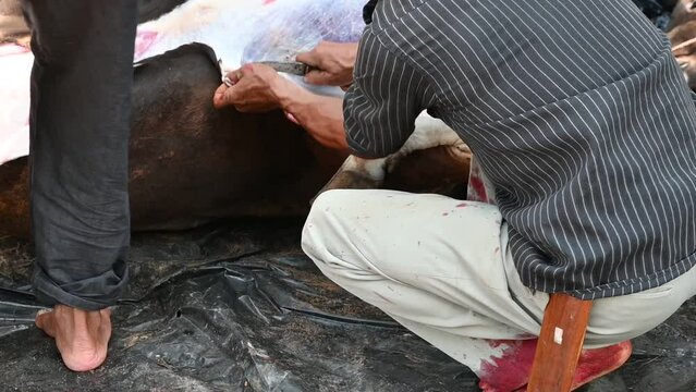 the sacrificial committees are skinning the cows that have been slaughtered using a knife. Eid al-Adha 'Holiday of the Sacrifice' is the bigger of the two main holidays celebrated in Islam. 