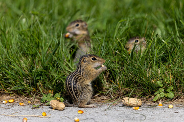 Thirteen-Lined Ground Squirrel - 
(Spermophilus tridecemlineatus ) a burrowing squirrel that is typically highly social, found chiefly in North America and northern Eurasia, where it usually hibernate