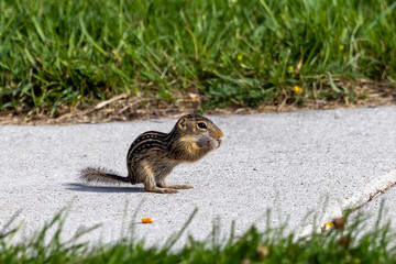 Young Thirteen-Lined Ground Squirrel - 
(Spermophilus tridecemlineatus ) a burrowing squirrel that is typically highly social, found chiefly in North America and northern Eurasia, 