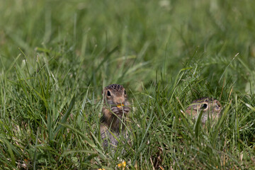 Thirteen-Lined Ground Squirrel - 
(Spermophilus tridecemlineatus ) a burrowing squirrel that is typically highly social, found chiefly in North America and northern Eurasia, where it usually hibernate