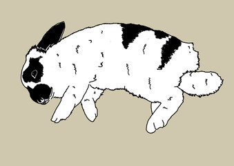 Sleeping black and white bunny