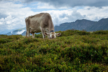 Happy cow free grazing on the Swiss Alps in summer