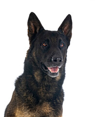 adult german shepherd