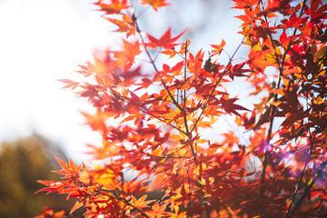 日に照らされる紅葉