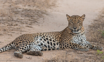 Leopard sitting; leopard resting; big leopard resting; female leopard watching; leopard mom lying...