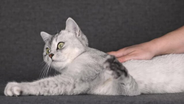 female hand stroking a gray cat