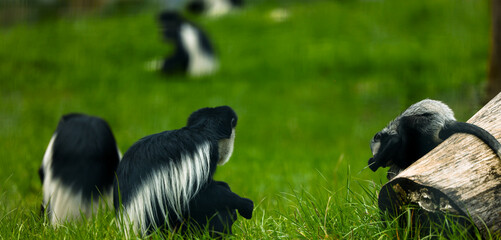 A family of colobus monkeys