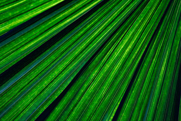 Fototapeta premium Palm leaf texture background